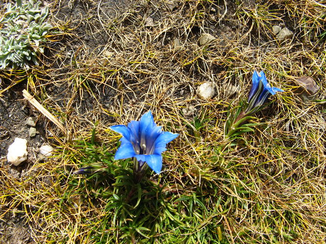 Flowers at the pass.